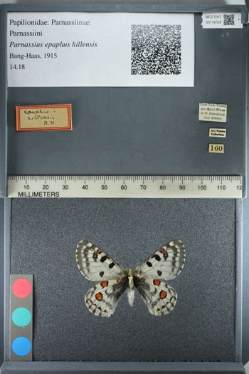 Media type: image;   Entomology 174724